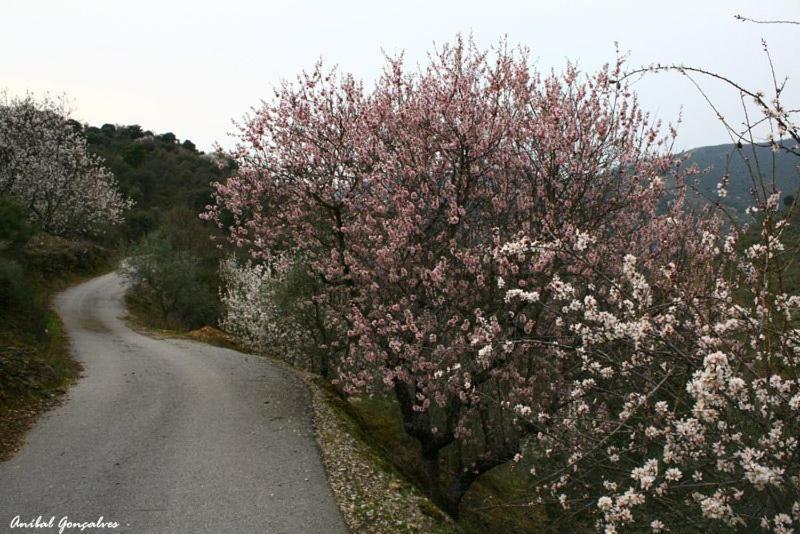 Freixo de Espada à Cinta Moradias Do Douro Internacionalヴィラ エクステリア 写真
