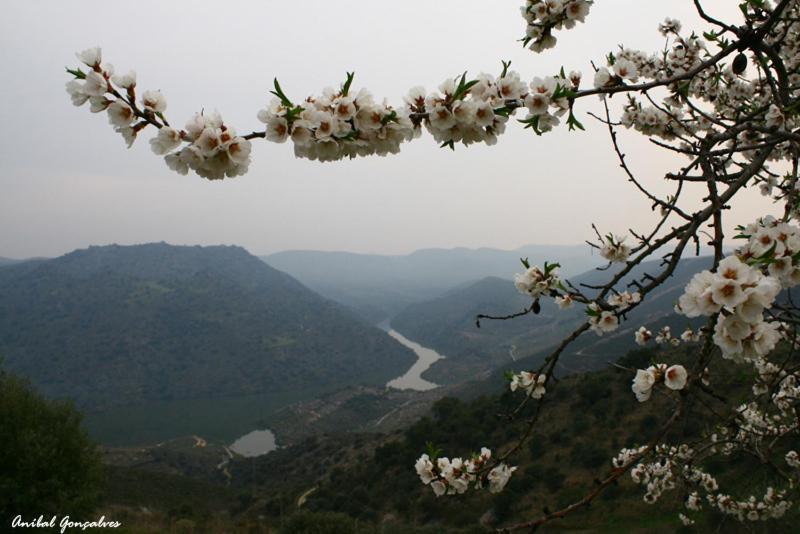 Freixo de Espada à Cinta Moradias Do Douro Internacionalヴィラ エクステリア 写真