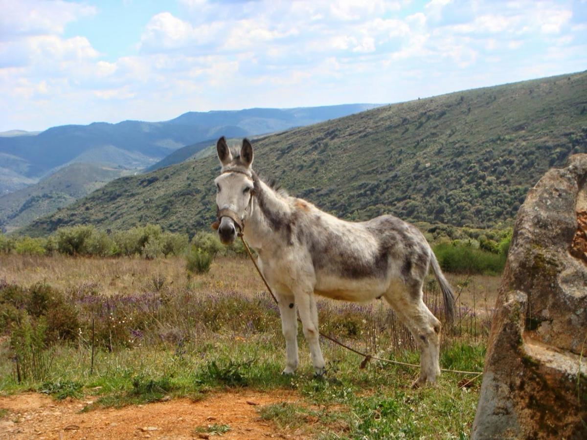 Freixo de Espada à Cinta Moradias Do Douro Internacionalヴィラ エクステリア 写真